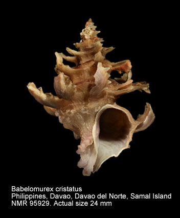Babelomurex cristatus (4).jpg - Babelomurex cristatus (Kosuge,1979)